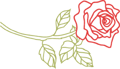 Rose illustration image